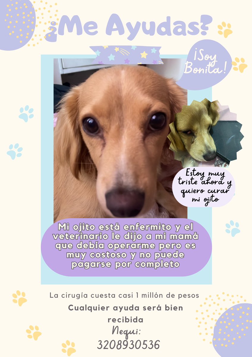 YajadisA's tweet photo. Si alguien me puede ayudar se lo agradecería de corazón, y si no tienen dinero y de todas formas quieren ayudar pueden hacerlo compartiéndolo a otros grupos y amigos. Muchas gracias ❤️‍🩹🫶🏻🙏🏻

#Ayuda #mascotas #perrito #perritoenfermo #cirugia #cirugiadeglandulalagrimal https://t.co/EHjJWoSEjS