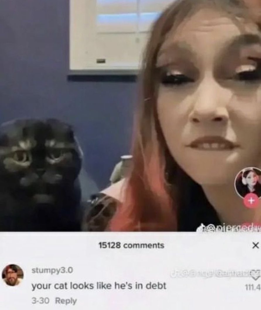 Punch Cat tweet media