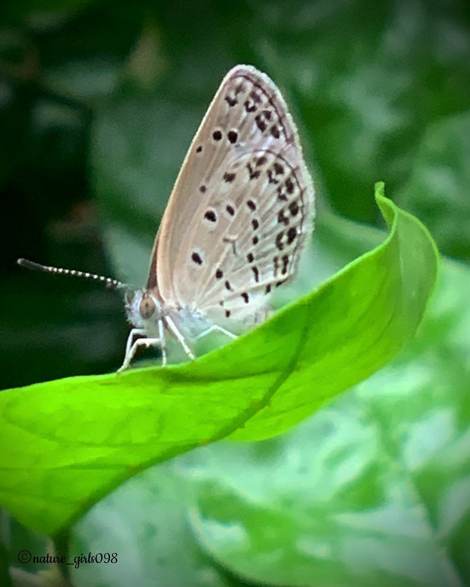 🌿🦋 #GoodMorningEveryone