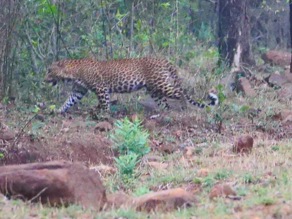 @wildontheright @Jayanth_Sharma @raju2179 @mytadoba @etadoba #tadoba 

Last Safari was incredible.