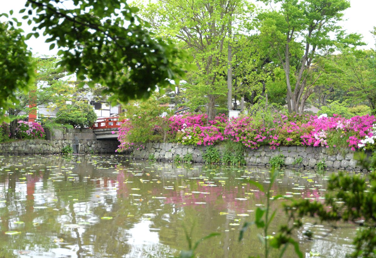 #日本遺産 の構成文化財である #鶴岡八幡宮。
源氏池北側や旗上弁財天社の #フジ や源平池の周りの #ツツジ 、写真はありませんが段葛のツツジが見頃を迎え、雨にもかかわらず境内が華やかでした。
4月24日撮影

【日本遺産】鶴岡八幡宮についてはこちら↓
trip-kamakura.com/place/japanher…