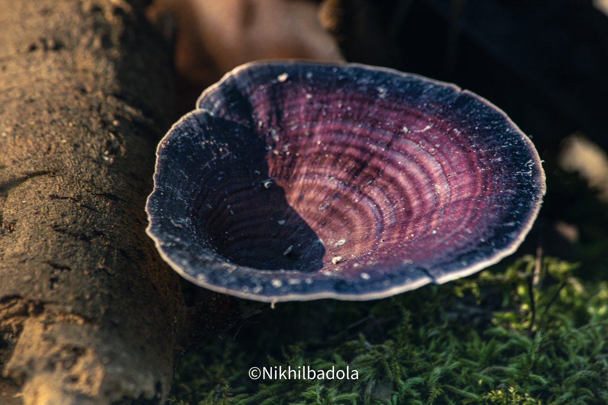 All those little things around us , all those little happiness. 

In pic : microporus 

#mornigthoughts #morningtrail #walking #shotoftheday📷 #shotoncanon1500d #canonphotography #canon_photos #mushroom #fungus #microworld #macrography #macro #macroshot #StormHour