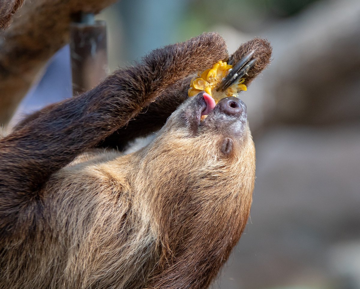 ごはんタイム
#キリトリセカイ #動物好きな人と繋がりたい #ファインダー越しの私の世界 #animalphotography #animals #写真が好きな人と繋がりたい