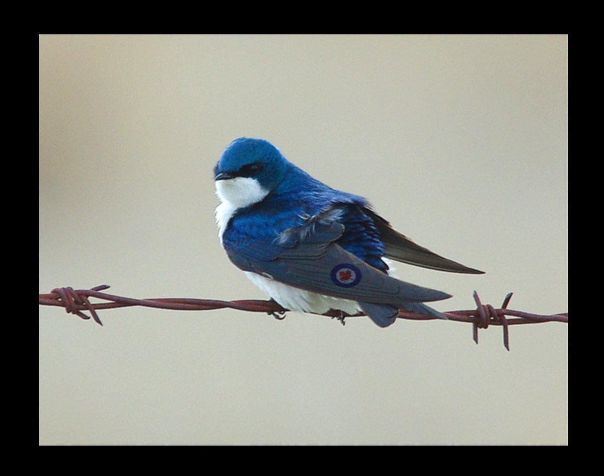 Canadian Tree Swallow
#rcaf #canada #birds 
@pettore 😄