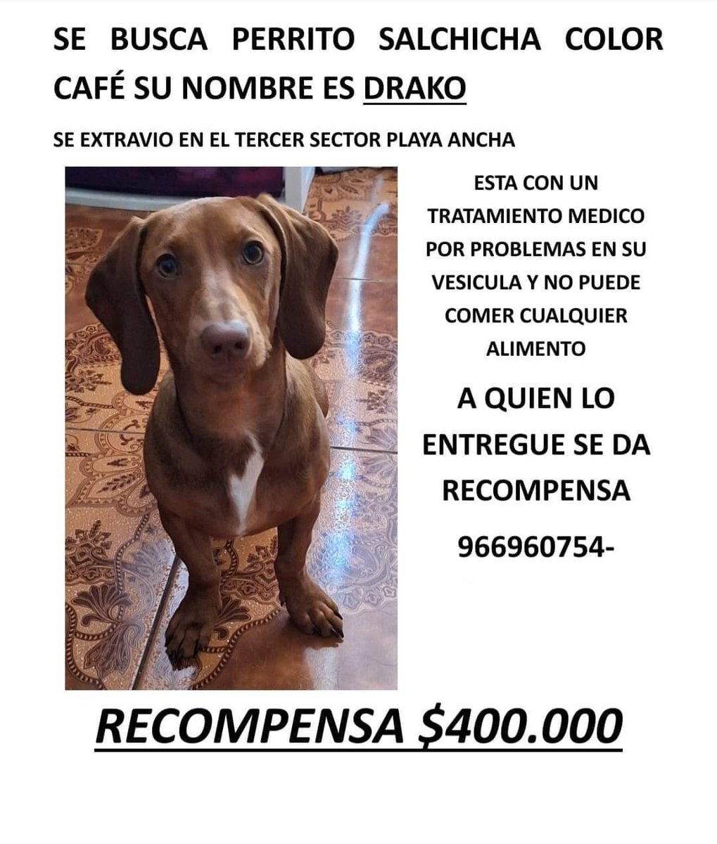 Buscan a Drako en #PlayaAncha #Valparaíso Favor RT!