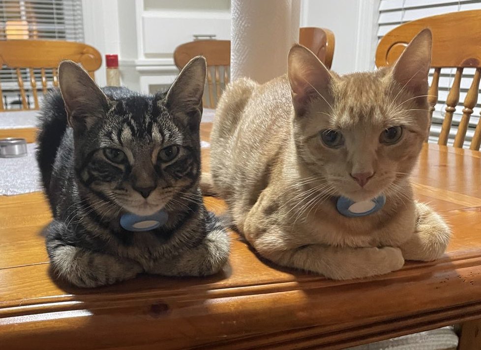 Mingo Cat Coin tweet media