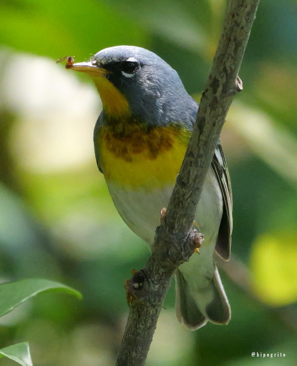 Northern Parula in our yard. East Northport, Long Island, NY We had a bunch of warblers visiting us in the last two days: Yellow-rumped, Black and White and the Parulas. #birding #birds #birdphotography #birdwatching