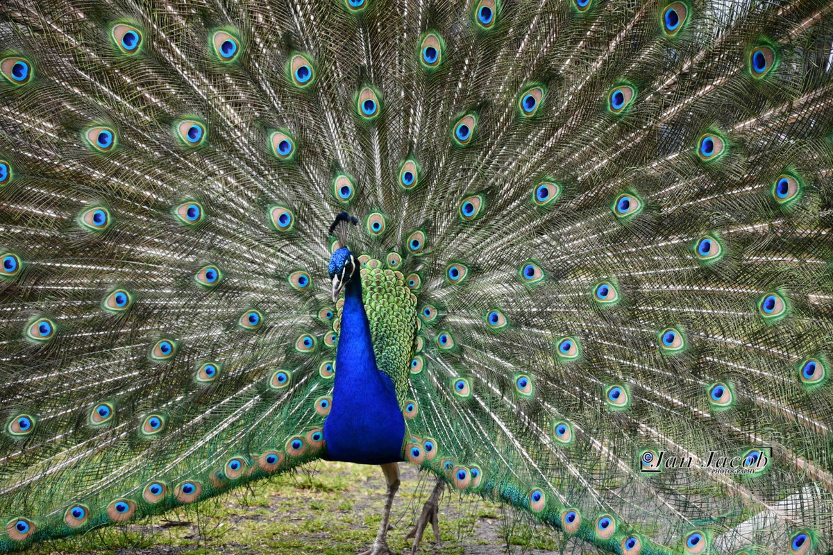 Peacock Dazzles at London Park
#peacock #londonpark #ilovelondon