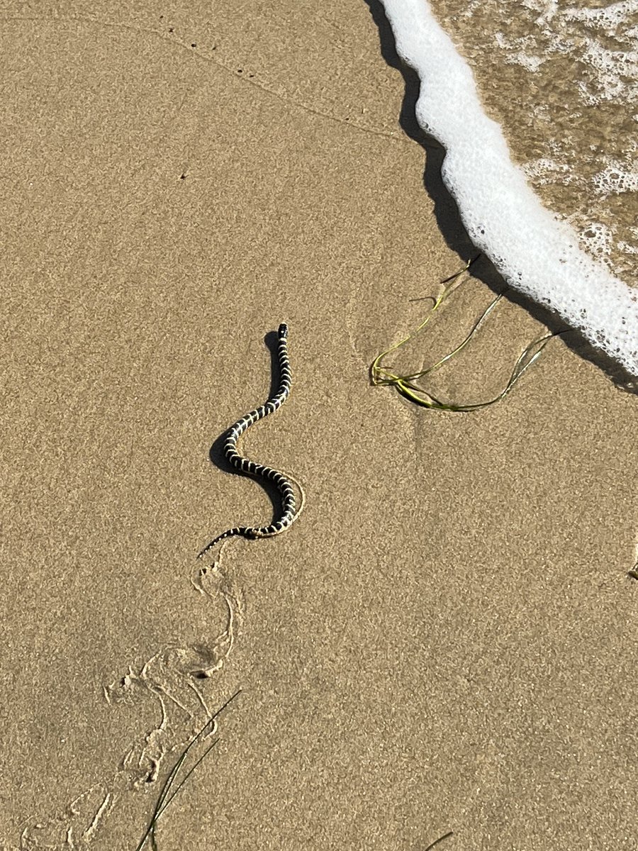 LinusFlink's tweet image. Beach trip after work, and this dude was chilling by the ocean. California kingsnake I think.