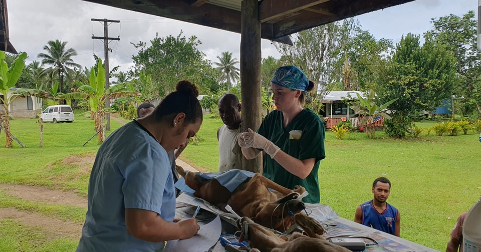 he villagers of Viria in Naitasiri are grateful to have their first ever animal de-sexing campaign held in their village. facebook.com/fiji.agricultu…