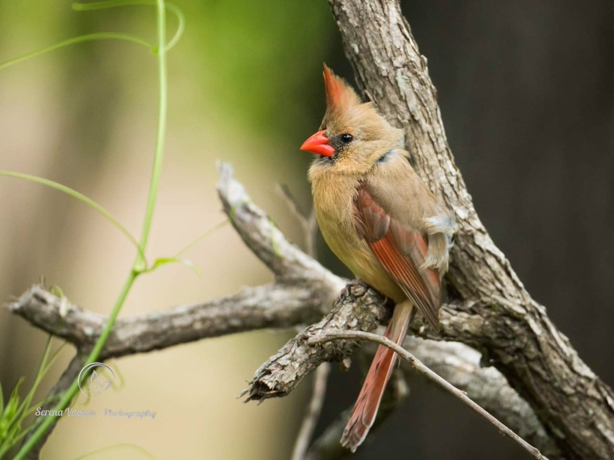 A little breezy for this female cardinal! #birds #birdphotography #BirdsOfTwitter