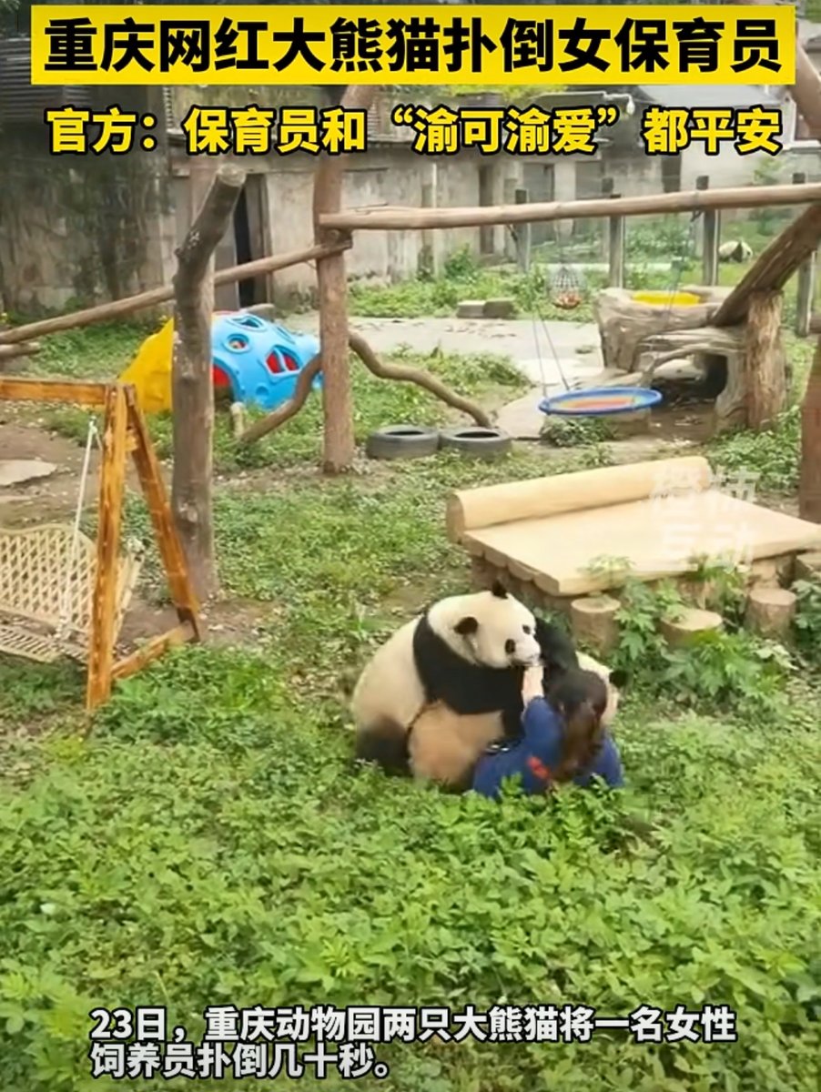 Chongqing, giant panda toppled down breeder