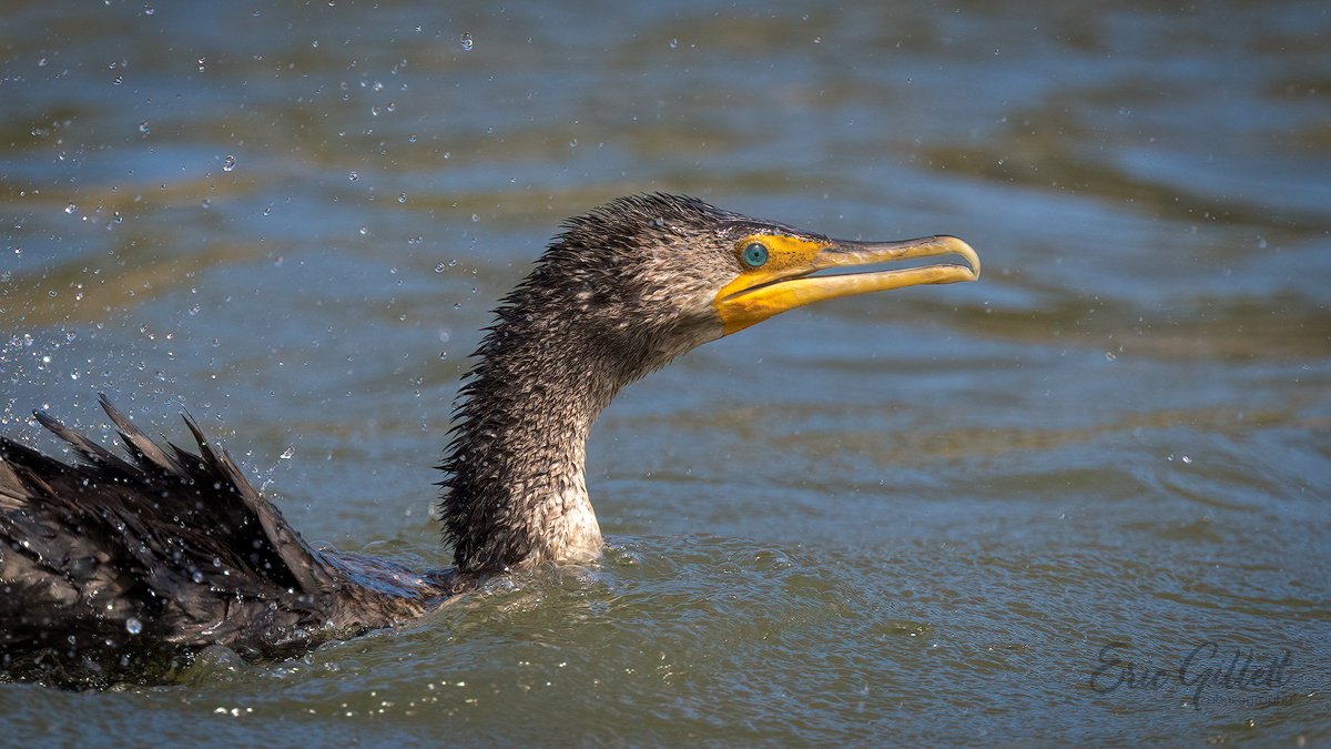 🦕

The prehistoric looking Double-crested Cormorant.

#birdphotography 
#birdwatching