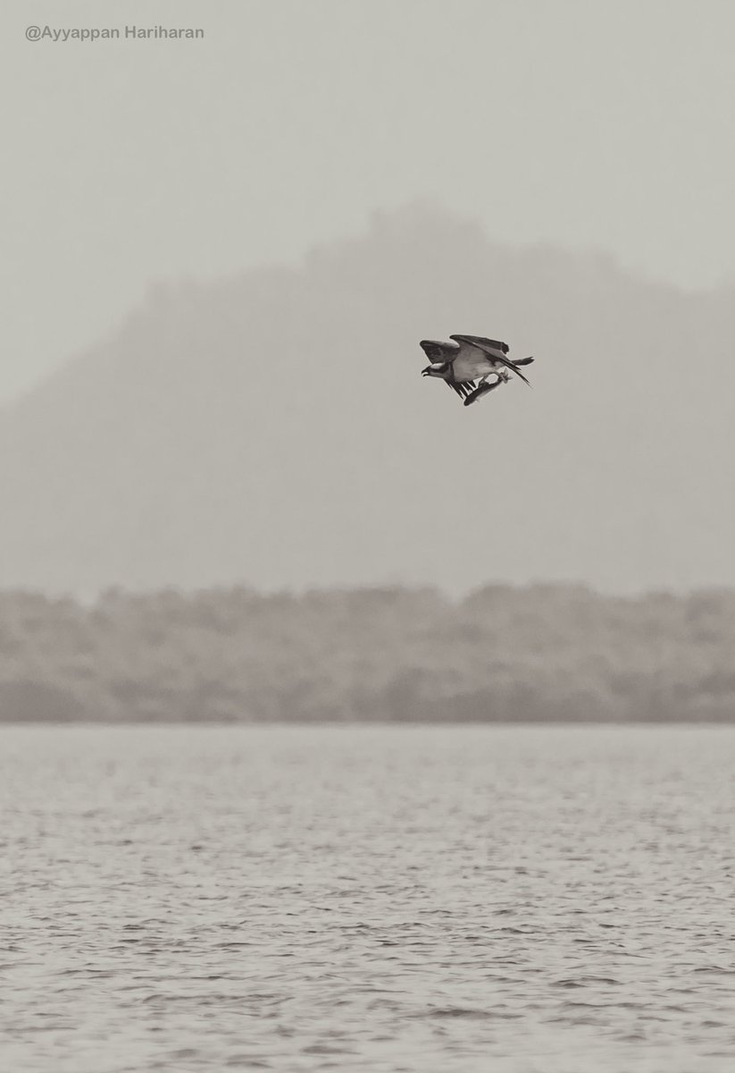 Osprey with a big fish catch… Hunt over mumbai high seas. #IndiAves #BBCWildlifePOTD #natgeoindia #SonyAlpha #ThePhotoHour