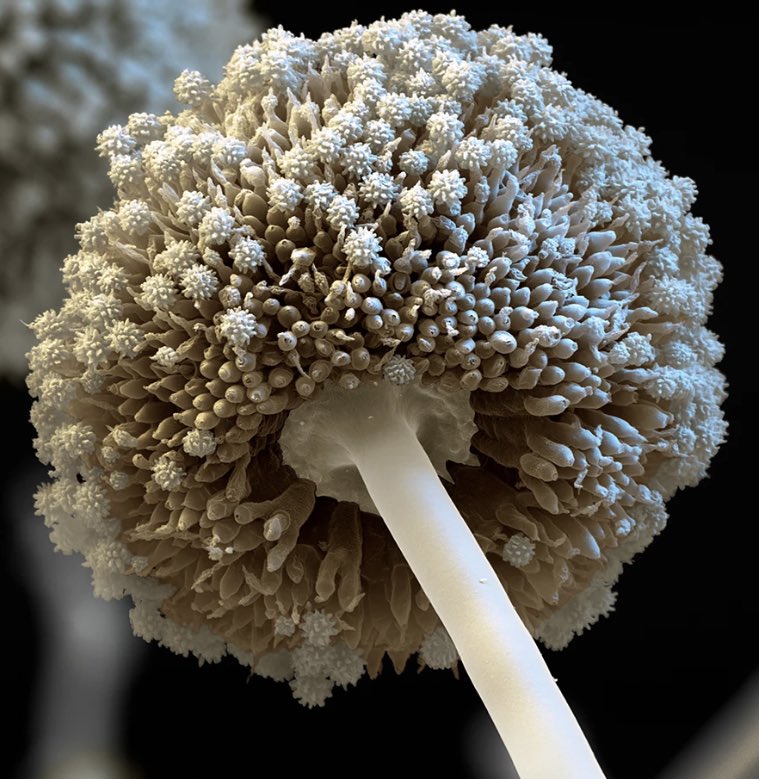 The common fungus 🍄 “Aspergillus niger” removes both heavy metals and organic pollutants from its surroundings. Fungus is an expert at environmental clean-ups. #Fungi #Nature