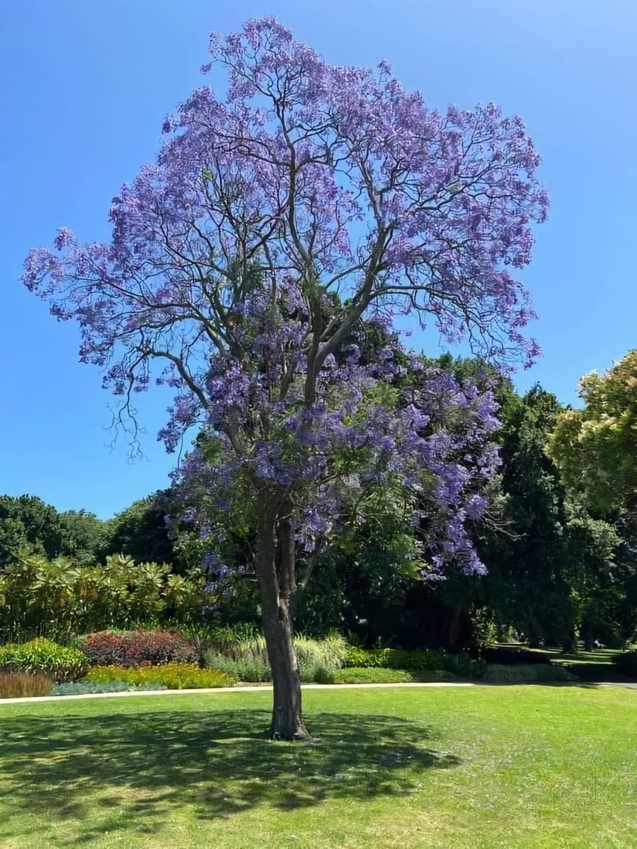 Good morning all Buenos días Thick Trunk Tuesday 🌳💜 #ThickTrunkTuesday @keeper_of_books