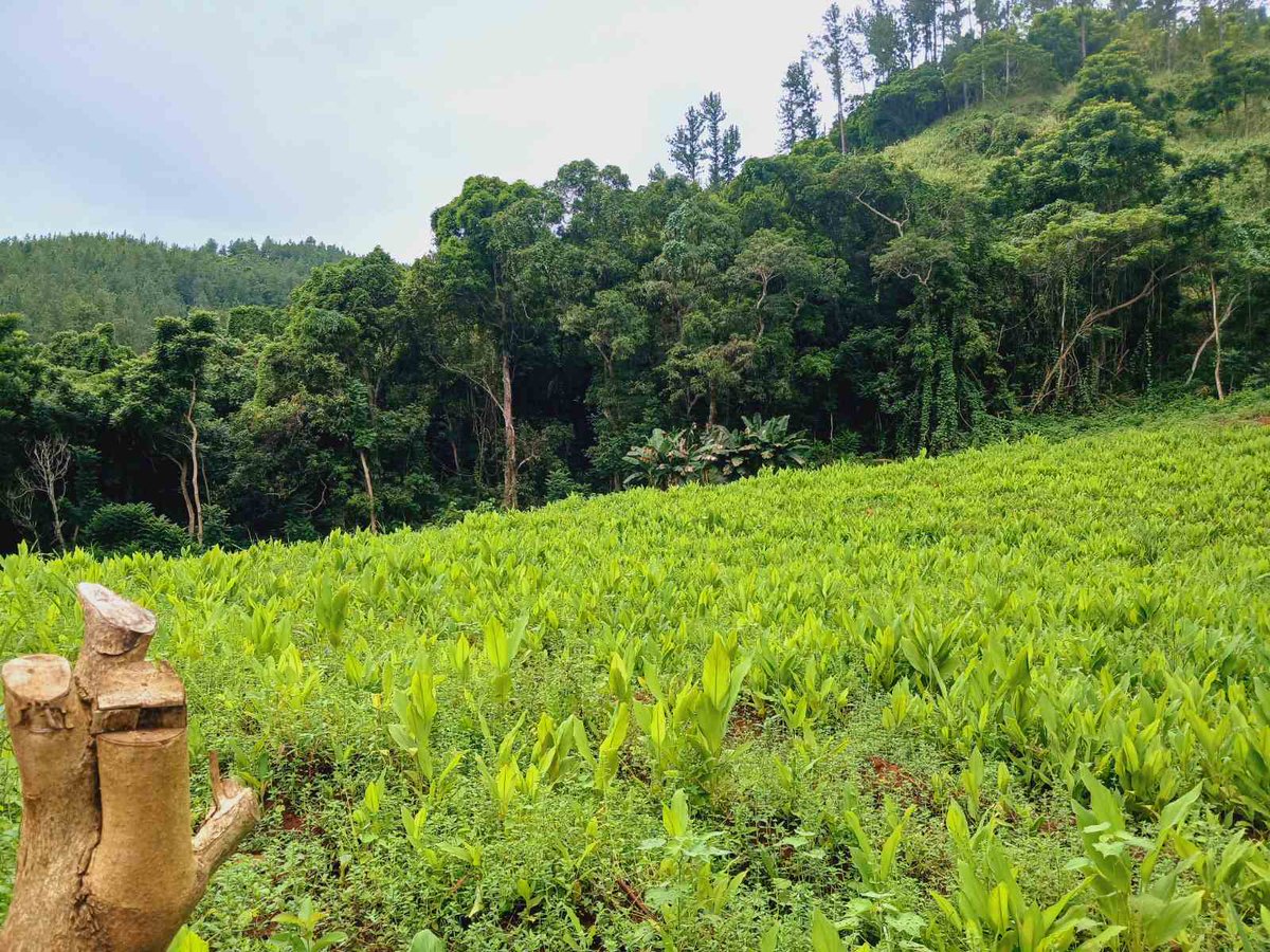 A Turmeric Taskforce Team from the Ministry of Agriculture and Waterways visited farmers and exporters in the Western Division last week, to gauge the supply and demand of turmeric as well as market opportunities. facebook.com/fiji.agricultu…