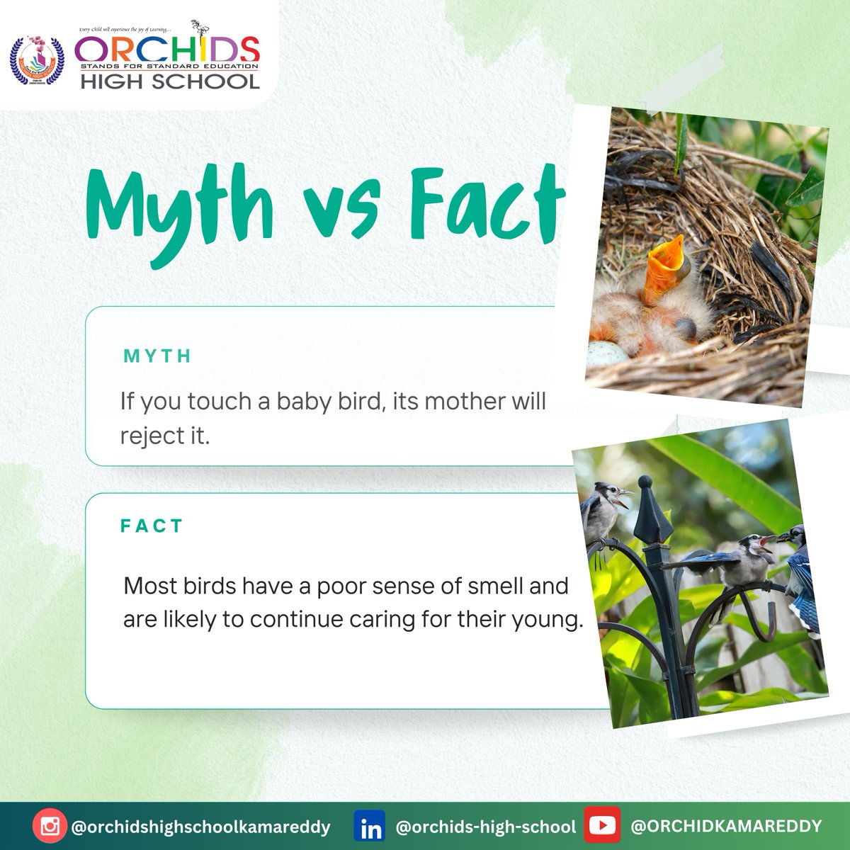 𝐌𝐲𝐭𝐡: If you touch a baby bird, its mother will reject it.
𝐑𝐞𝐚𝐥𝐢𝐭𝐲: Most birds have a poor sense of smell and are likely to continue caring for their young.

#myth #reality #orchidshighschool