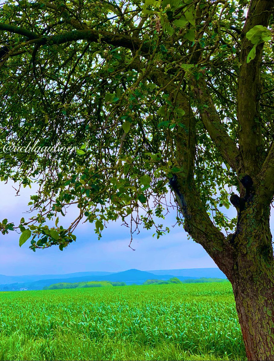 Biologists say trees are social beings. They warn each other of danger by sending electrical signals across a fungal network. And for some unknown reason, keep stumps of felled trees alive by feeding them a sugar solution through the roots. @keeper_of_books