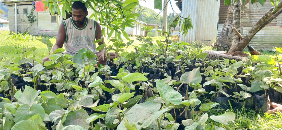 Extension officers from the Ministry's Ba Office, traveled up to Magodro in Ba to hand over 400 yaqona pots to Epeli Toutou of Nasivikoso village. Mr Toutou's yaqona farm was destroyed by Kava Dieback disease three years ago. facebook.com/fiji.agricultu…