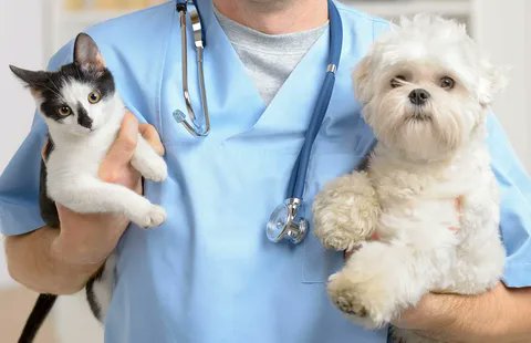 Animal healthcare covers a range of practices, products and services aimed at promoting and maintaining the health and well-being of animals. This field includes both companion animals and small mammals.

Read More: maximizemarketresearch.com/market-report/…

#AnimalHealth #AnimalHealthcare