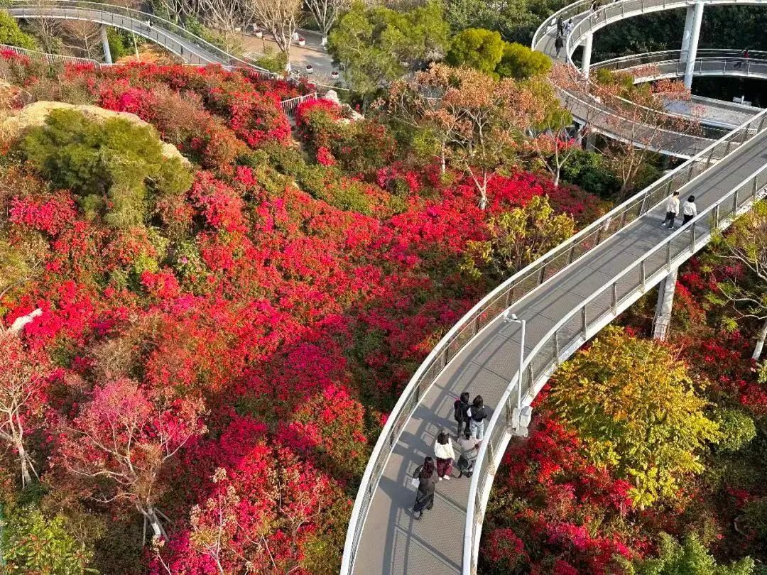 Walking along the winding path of Xiamen Mountain-to-Sea Trail, the field of bougainvillea shows in bright red after a sprinkling of spring rain. The flower sea looks like a colorful painting that covers the hillside in red hues, truly breathtaking. #VisitXiamen #VibrantXiamen