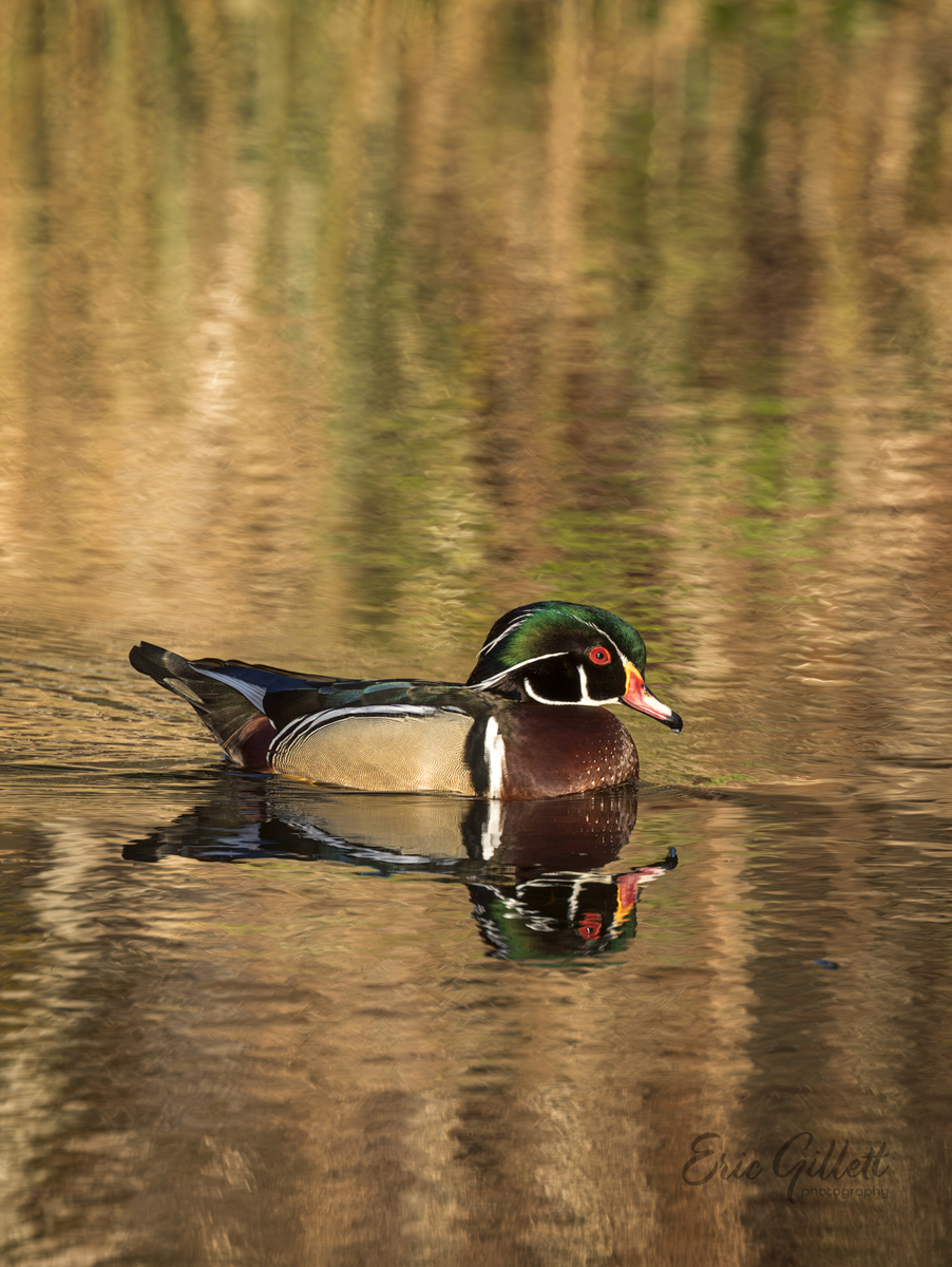 Amazing colors of the Wood Duck‼️

#WoodDuckWednesday

#birdphotography