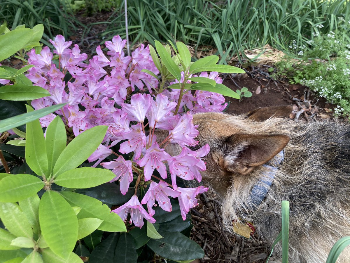 HerbieMooland's tweet image. I think this plant’s flowers smell good🌸🐶

#howtotell #if #theflower #smellsgood #floweringplant #pinkflowers #needtoask #whatvariety #plant #blooming #gardendog #lovingtheflowers #dogsandflowers #burriedinflowers #azeleas