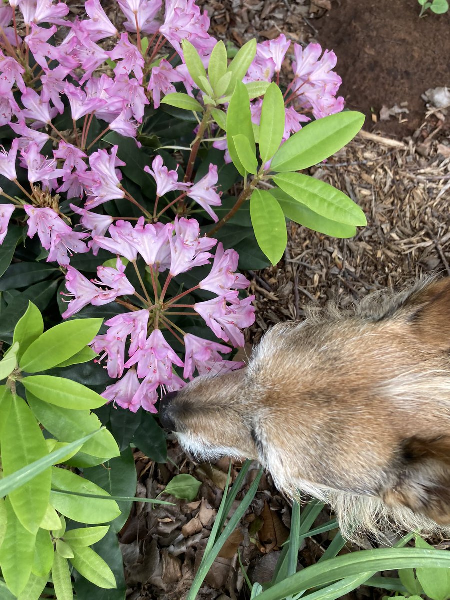 HerbieMooland's tweet image. I think this plant’s flowers smell good🌸🐶

#howtotell #if #theflower #smellsgood #floweringplant #pinkflowers #needtoask #whatvariety #plant #blooming #gardendog #lovingtheflowers #dogsandflowers #burriedinflowers #azeleas