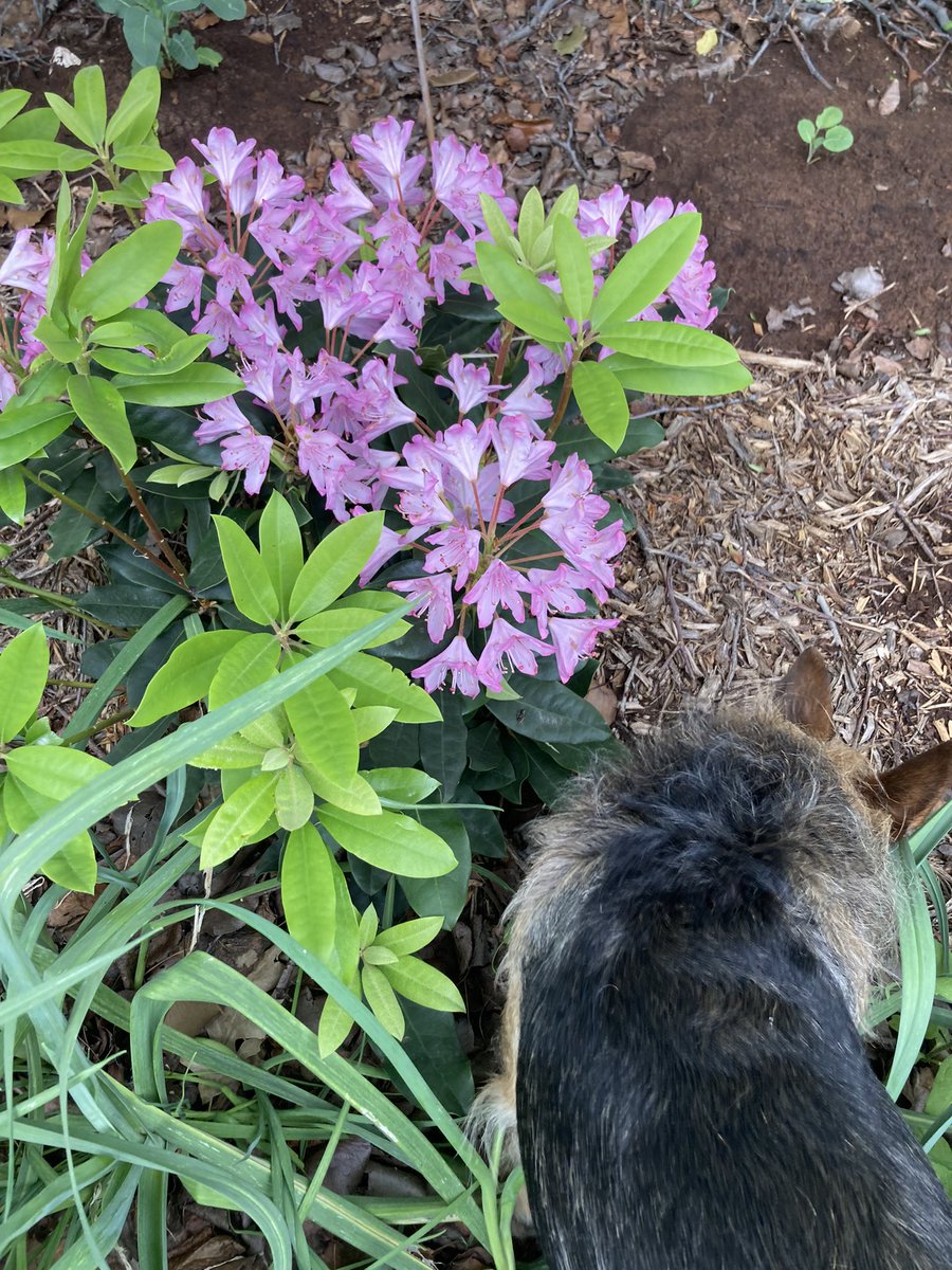 HerbieMooland's tweet image. I think this plant’s flowers smell good🌸🐶

#howtotell #if #theflower #smellsgood #floweringplant #pinkflowers #needtoask #whatvariety #plant #blooming #gardendog #lovingtheflowers #dogsandflowers #burriedinflowers #azeleas