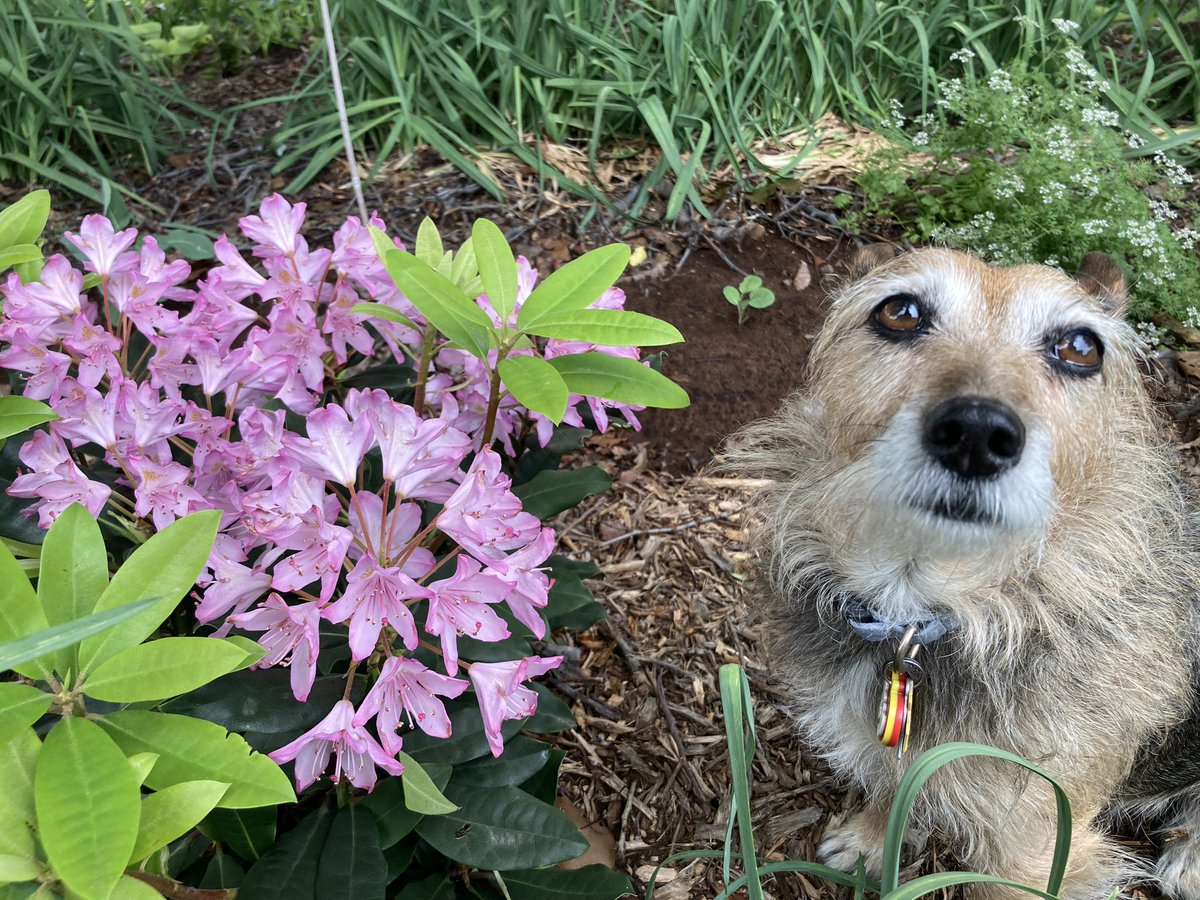 HerbieMooland's tweet image. I think this plant’s flowers smell good🌸🐶

#howtotell #if #theflower #smellsgood #floweringplant #pinkflowers #needtoask #whatvariety #plant #blooming #gardendog #lovingtheflowers #dogsandflowers #burriedinflowers #azeleas