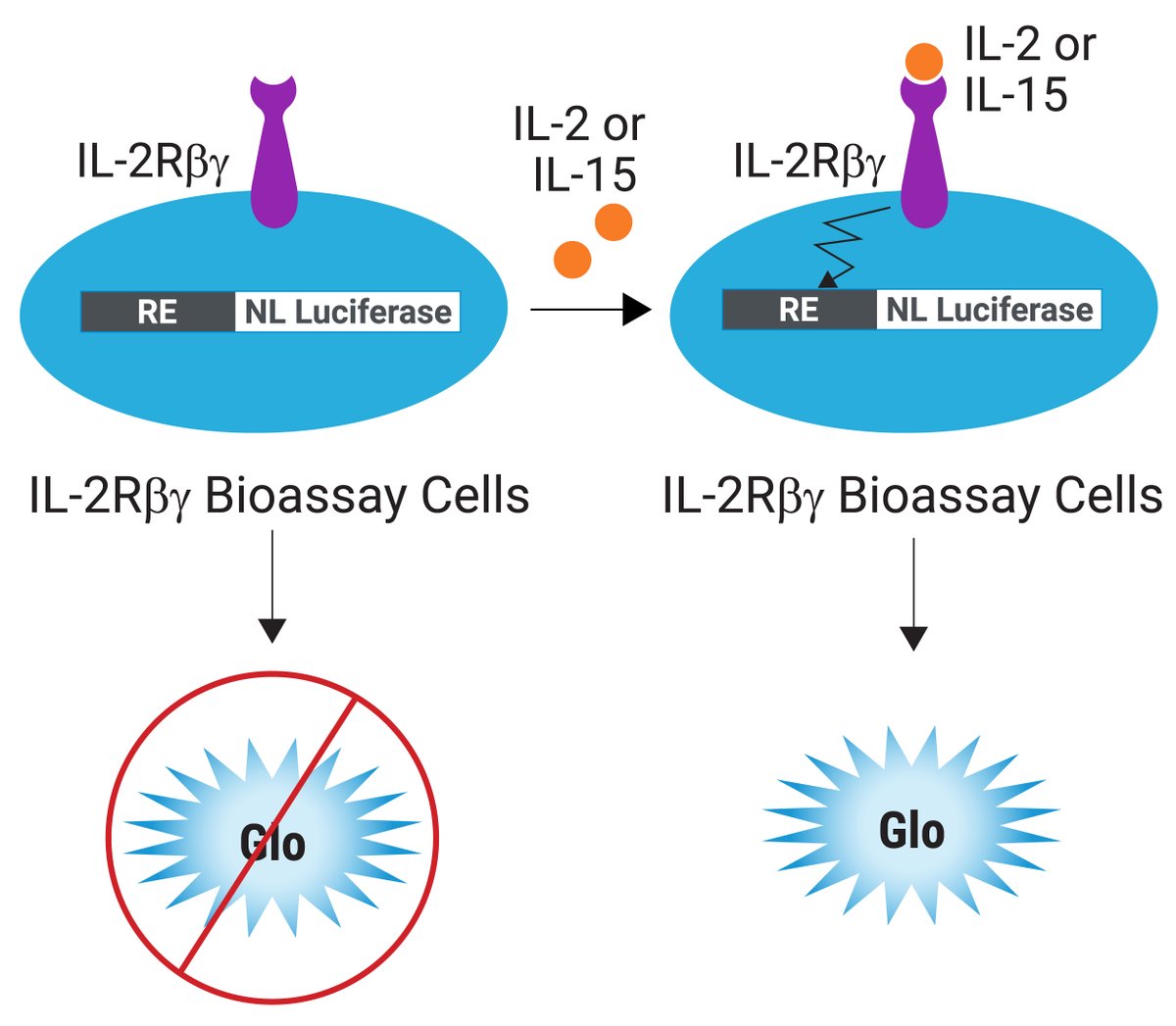 Our latest IL-2Rβγ Bioassay measures the activity of therapeutics designed to engage with the intermediate affinity IL-2 receptor (lacking CD25), expressed on T effector and NK cells. Find out more bit.ly/3UjQUzl

#lablife #Bioassay
#lifescience