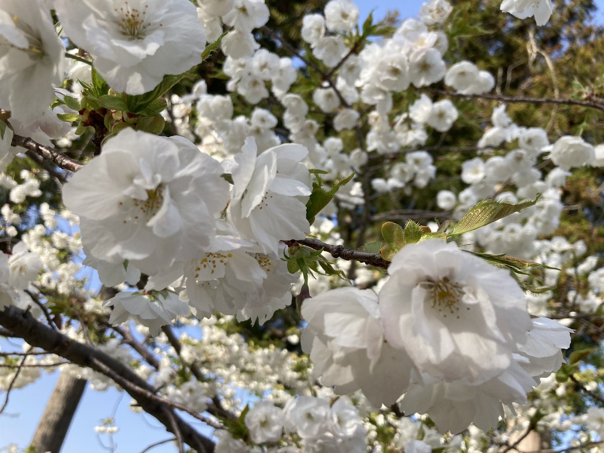 糸括り見頃でした🌸
関山も咲いてきて、GWは遅咲きが見頃になると思います！
#桜
#松前