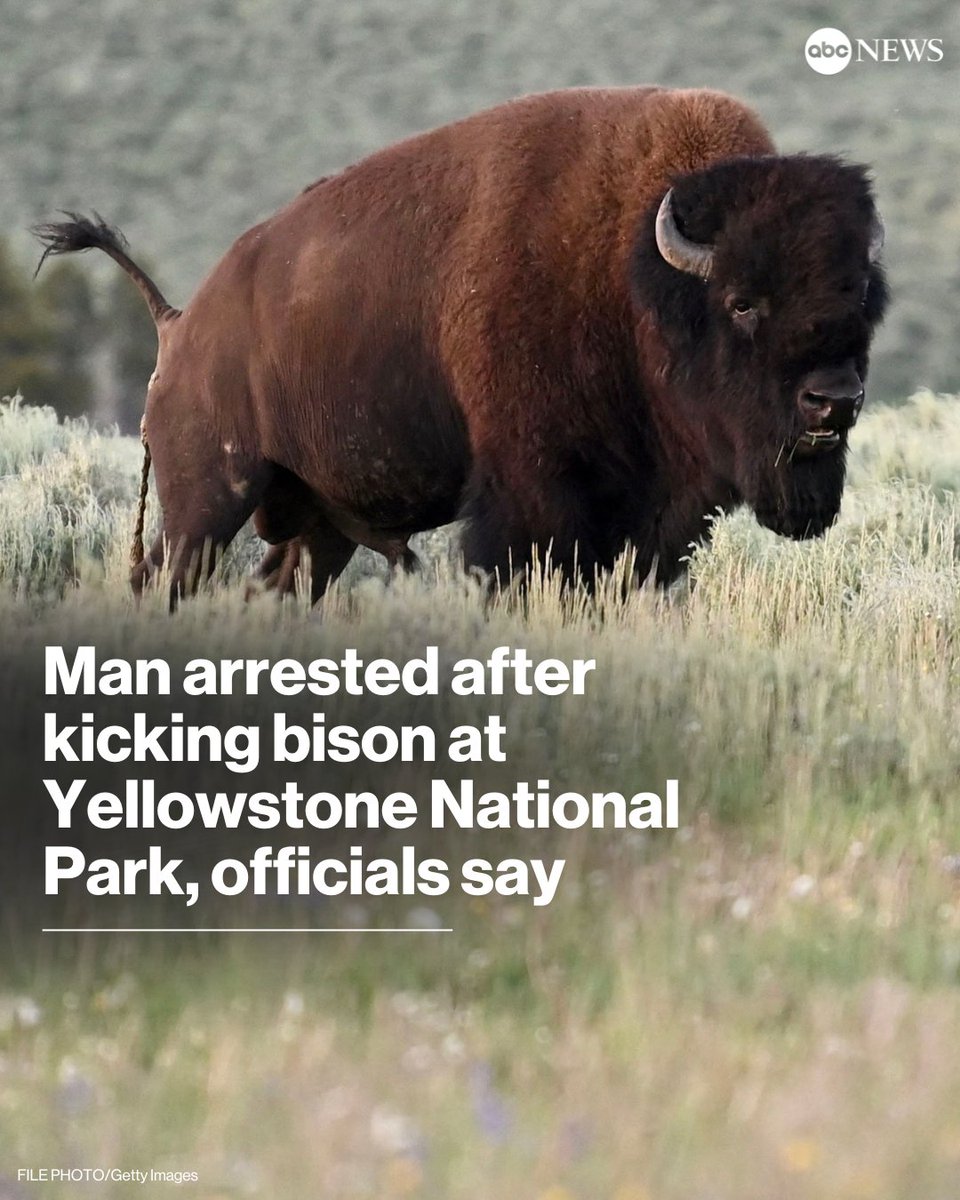 A man who kicked a bison in the leg was then injured by one of the animals at Yellowstone National Park, according to park officials.

Now, he's facing multiple charges, including disturbing wildlife. trib.al/yVI1i1F