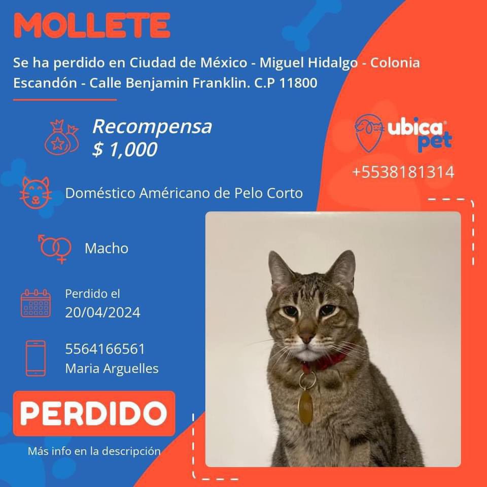 AYUDA PARA ENCONTRAR A MOLLETE 🆘🐾🆘 #GATITO #PERDIDO desde el 20 de abril en la Escandón/Condesa RT🙏 @MascotasSismo @LaRomaMex @CondesaVecinos @comitehc @LaRomaDF @Entrepyg @LordGatus @Lacasadeazul @LaEscandonDF @LaEscandonMx