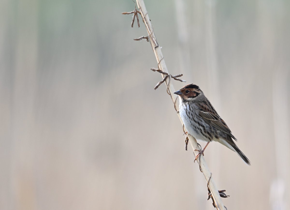 Peak passage of Little Bunting (Emberiza pusilla 小鹀 Xiǎo wú) is in late April and early May in Beijing. This is one of over 100 on the patch this morning.