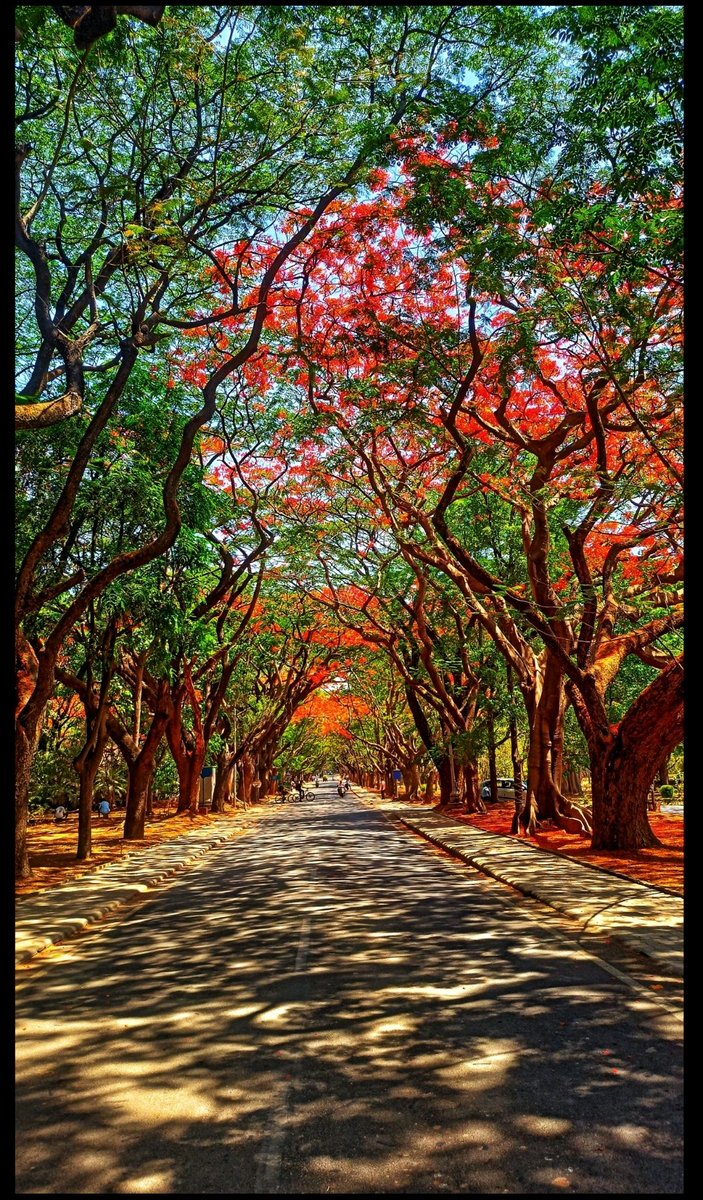 IISc Bangalore is one of the most beautiful campuses in India.  Can you guess the name of the campus road in the  picture?? 

Hint:  Flower Tree