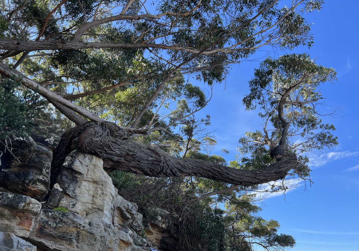 Looking back this time two years ago when I was across the big pond in Australia, this trunk surviving against the odds for today’s #ThickTrunkTuesday. Happy trunking everyone 🪵🌿🪵