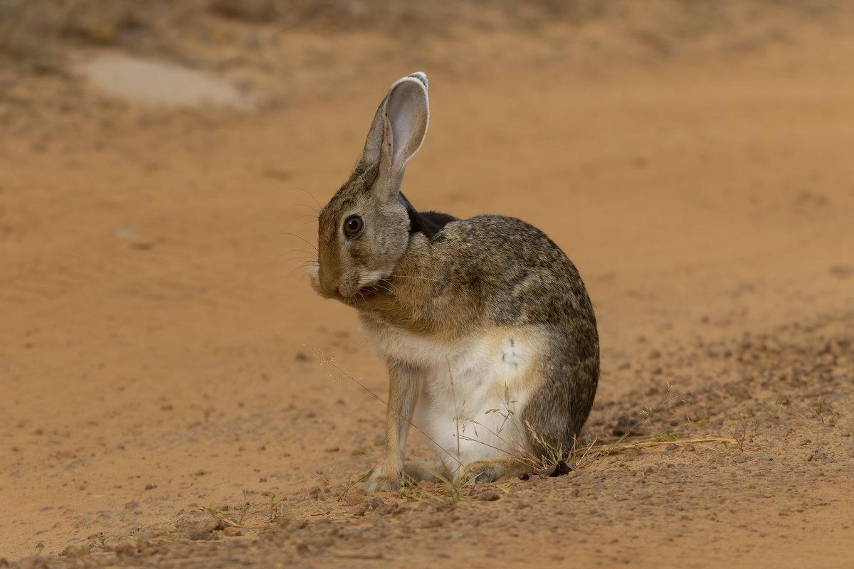Psst...can I tell you a secret? I'm not a rabbit, I'm a hare. 

Black Napped Hare

#srilanka #travel #srilankansafari #travelsrilanka #wilpattu #canonwildlife #BBCwildlifePOTD #yourshotphotographer #hare #bbcwildlifemagazine #nature