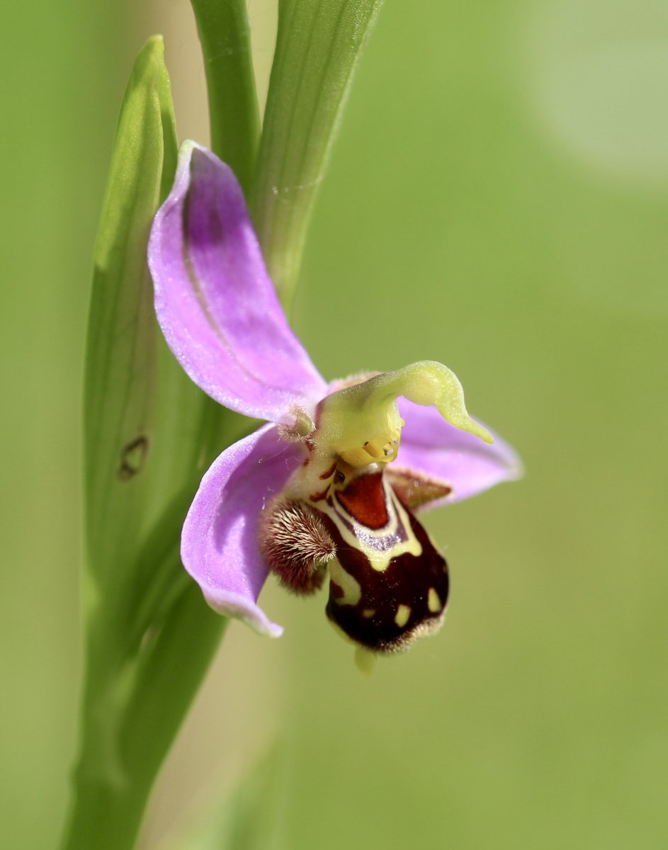Première fleur d'Ophrys abeille. #OrchidéeSauvage #Jardin #MaraisPoitevin