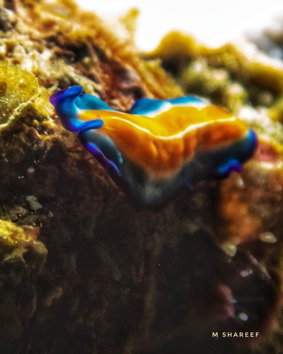 Upclose and personal with a pseudoceros susanae at Kuda Haa - a beautiful marine flatworm. #ScubaDive #Maldives with @diverslodgemaldives for #nudibranch