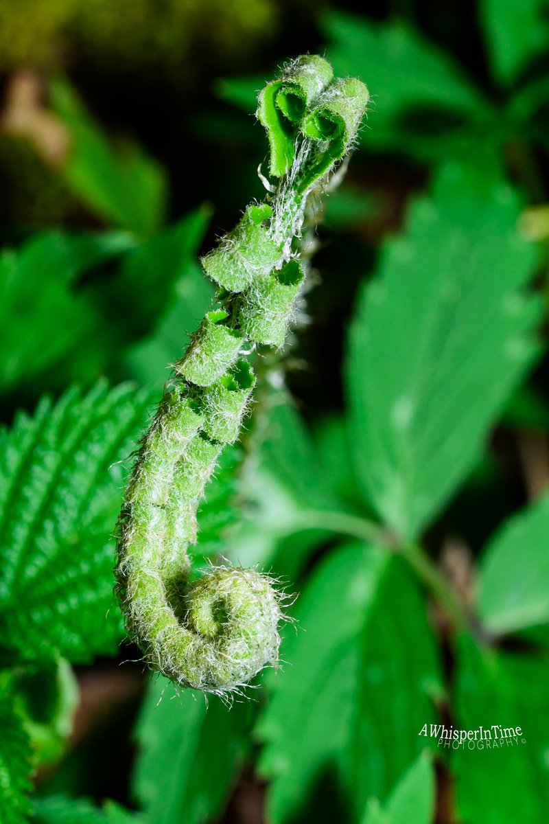 Spring unfurling of a fern. What a beauty.
#MacroPhotography #NaturePhotography
#BelowTheKneesPhotography #ExploreTheWorldBeneathYourKnees
#NatureIsBeautiful #Nature 
#FallinLoveWithNature #ExploreTheWorld #EnjoyTheOutdoors #Hiking #Photoging
#Happiness #Peace #GypsySoul