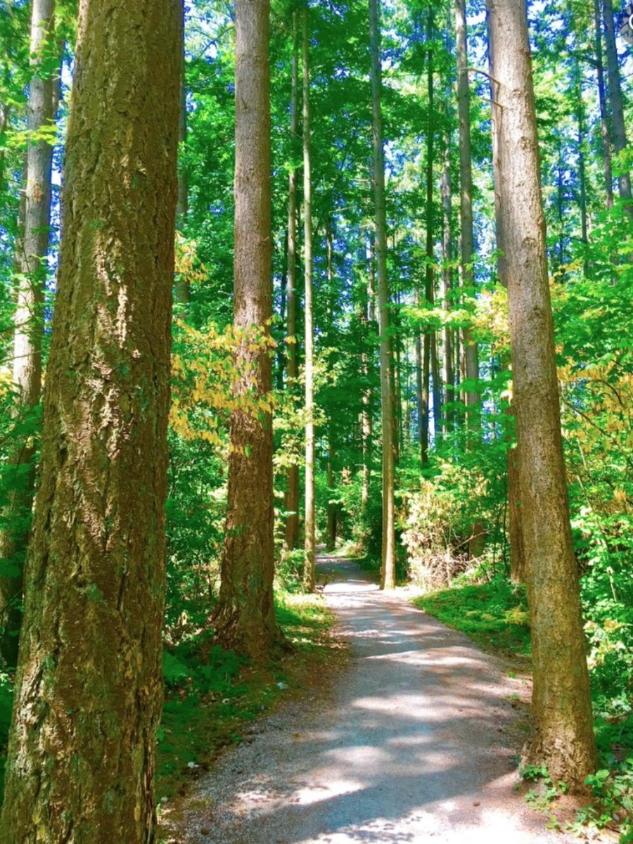 My 'walkitation' today > { Often, the most direct path to wisdom is through a forest of trees.}