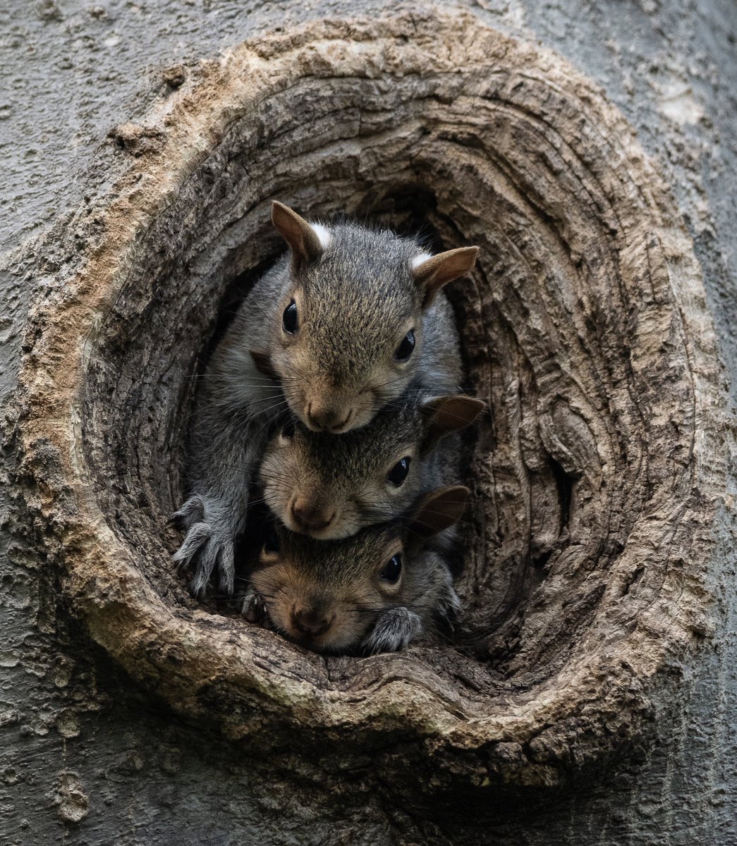 Just 3 cute little squirrel looking out the window. #birdcpp