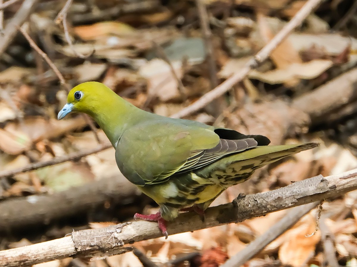 Wedge-tailed green pigeon ♂️&♀️ Both are green with red feet & a bright blue bill, but males have an orange chest patch & wine-red patches on the wings which the female lacks. #BBCWildlifePOTD #natgeoindia #ThePhotoHour #BirdsOfTwitter #wildlife #photography #BirdsSeenIn2024