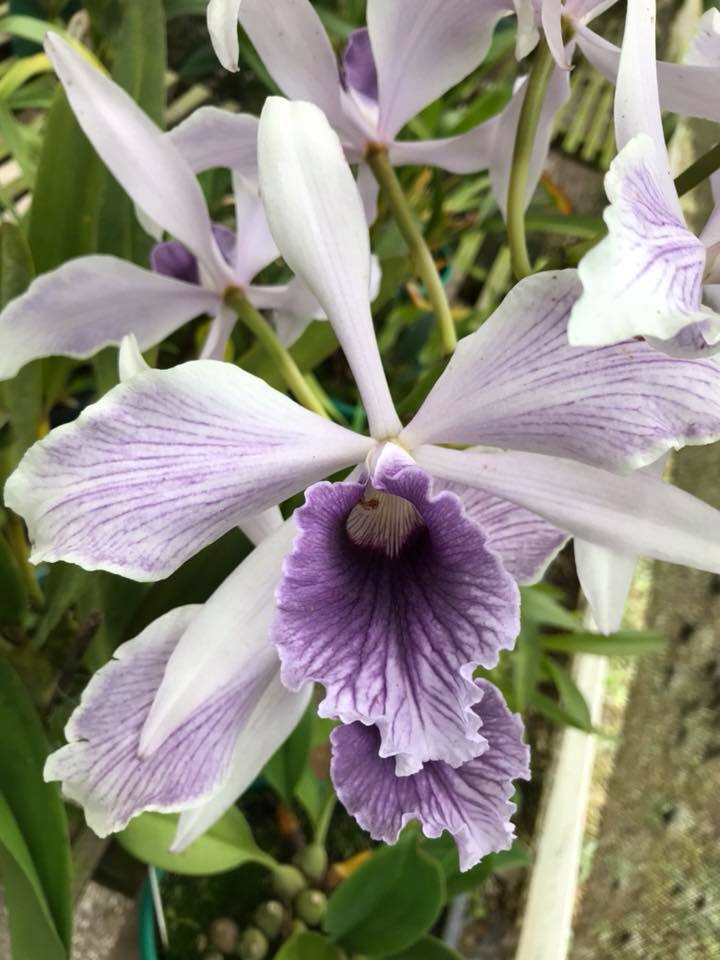 L. purpurata f. coerulea striata 'Dona Gilda' #orchids #plants