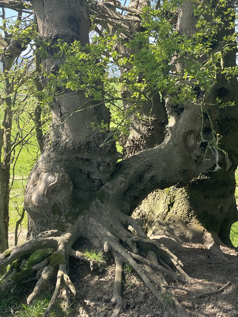 Gremlins & ghouls appear in this old gnarled Hawthorn! 💚. #thicktrunktuesday