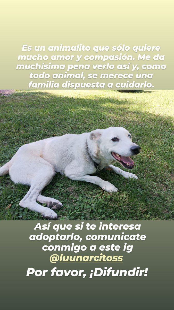 Holaa, lo publicó acá para difundir! Yo vivo en un departamento y ya tengo mascotas, por lo que no puedo adoptarlo. Por favor difundan!
#Mendoza #AdopcionResponsable #perros