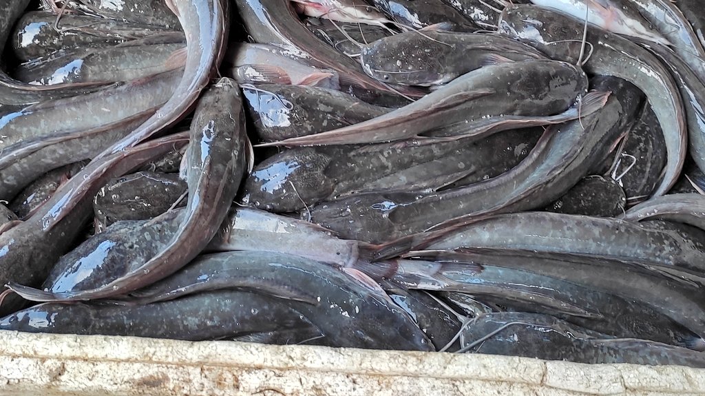agusrogue's tweet photo. Jumat (5/4), Agus Tinus, Luhkan Kotabaru, di Desa Karang Payau, melaksanakan kegiatan panen lele ukuran 7-8 sebanyak 355 kg dengan harga 22.000.
#GiatLuhkanSatminkalBWI
#ktbaru
#luhlapor
@bppp_banyuwangi
#panen
@brsdm_kp

@kkpgoid https://t.co/ZJeMU7zX9k