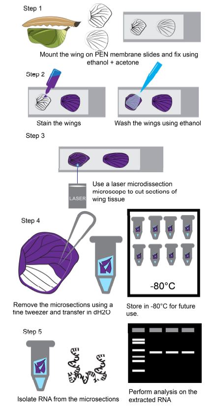 🌸Welcome to read the paper by Antόnia Monteiro et al. | #LaserMicrodissection-Mediated #Isolation of Butterfly Wing #Tissue for Spatial Transcriptomics 👉mdpi.com/2409-9279/5/4/… #protocol #RNAseq #eyespots #geneexpression #singlecell #spatialtranscriptomics